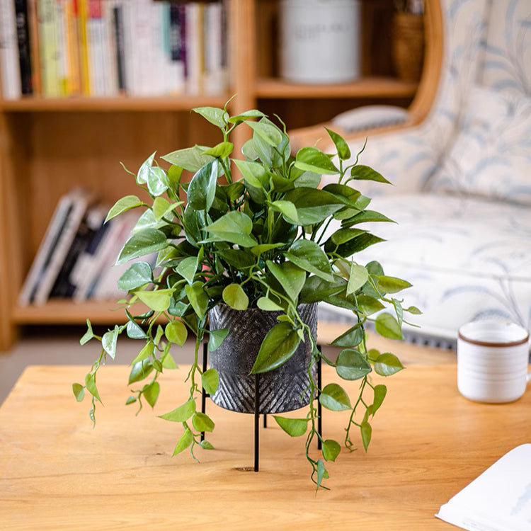 Faux épipennum dans un pot en métal