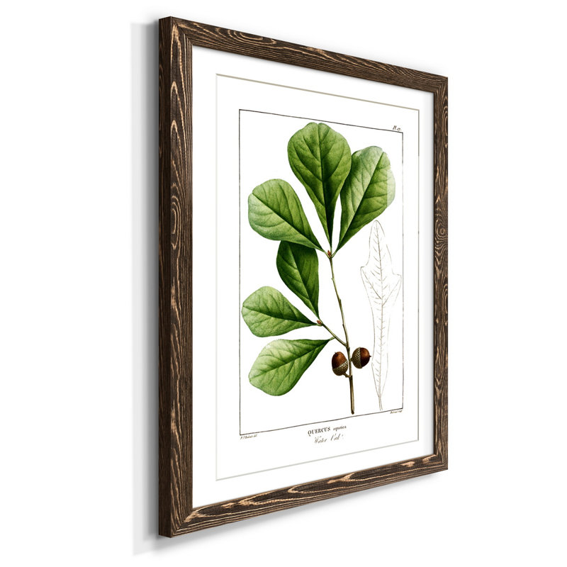 Chêne blanc - Peinture encadrée sur papier, H 37,5 po x l 27,5 po x P 1,5 po, Noyer