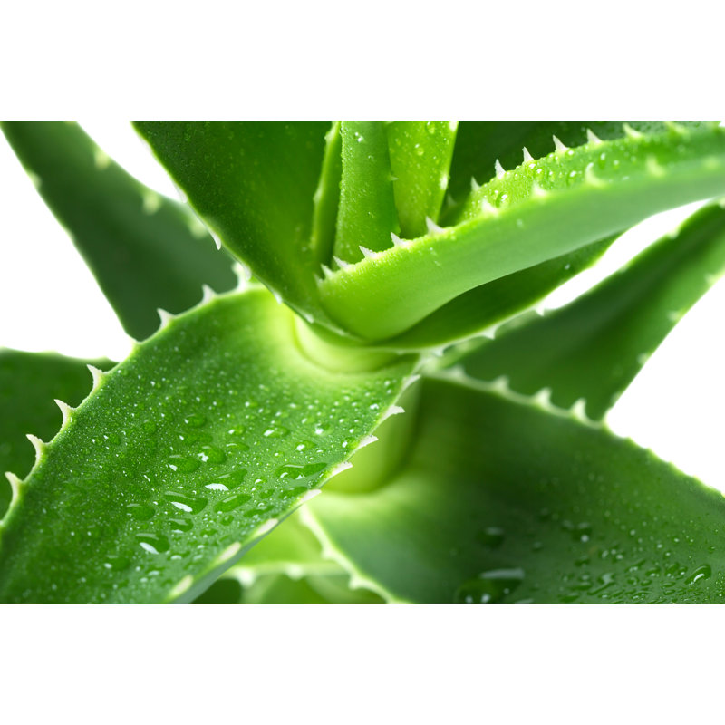 Koeina Aloe - photographie sur toile tendue, H 8 po x l 12 po