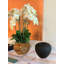 Orchid Floral Arrangement in Planter