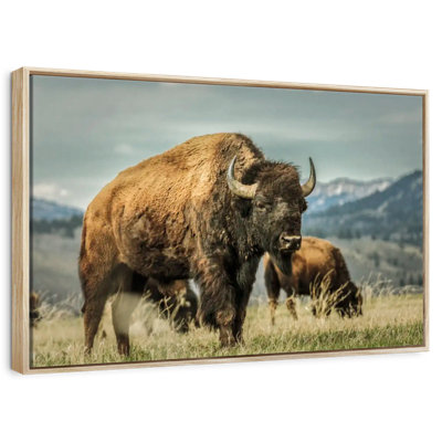 Wyoming Bison