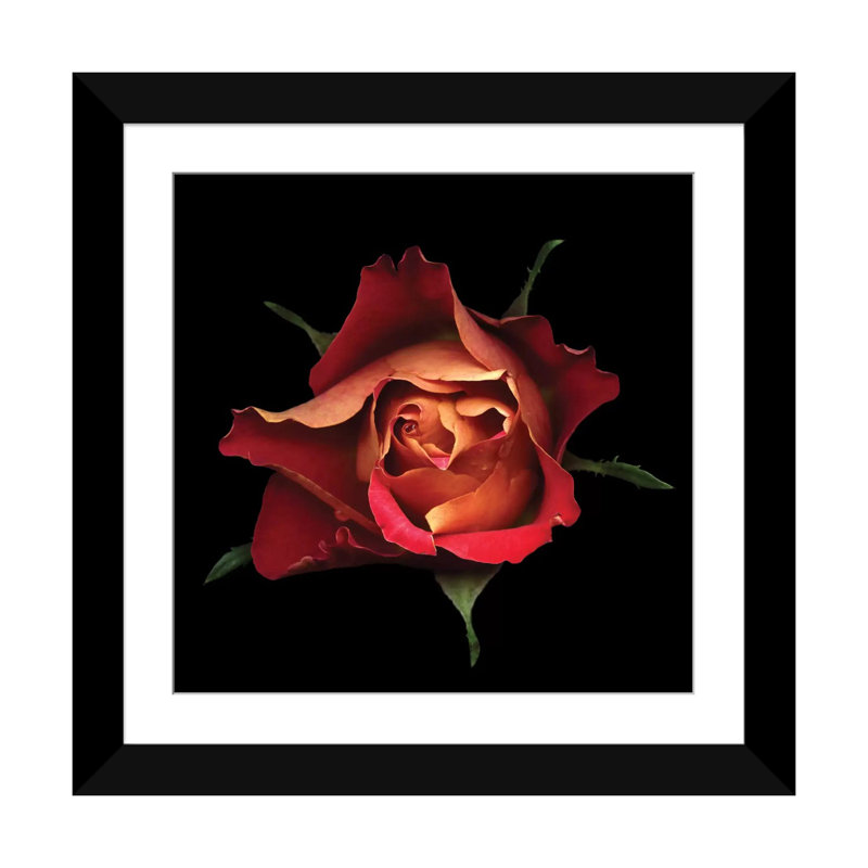 Le baiser d'une rose, reproduction de photo sur toile tendue, H 16 po x l 16 po x P 1 po, Papier d'art encadré noir, Blanc