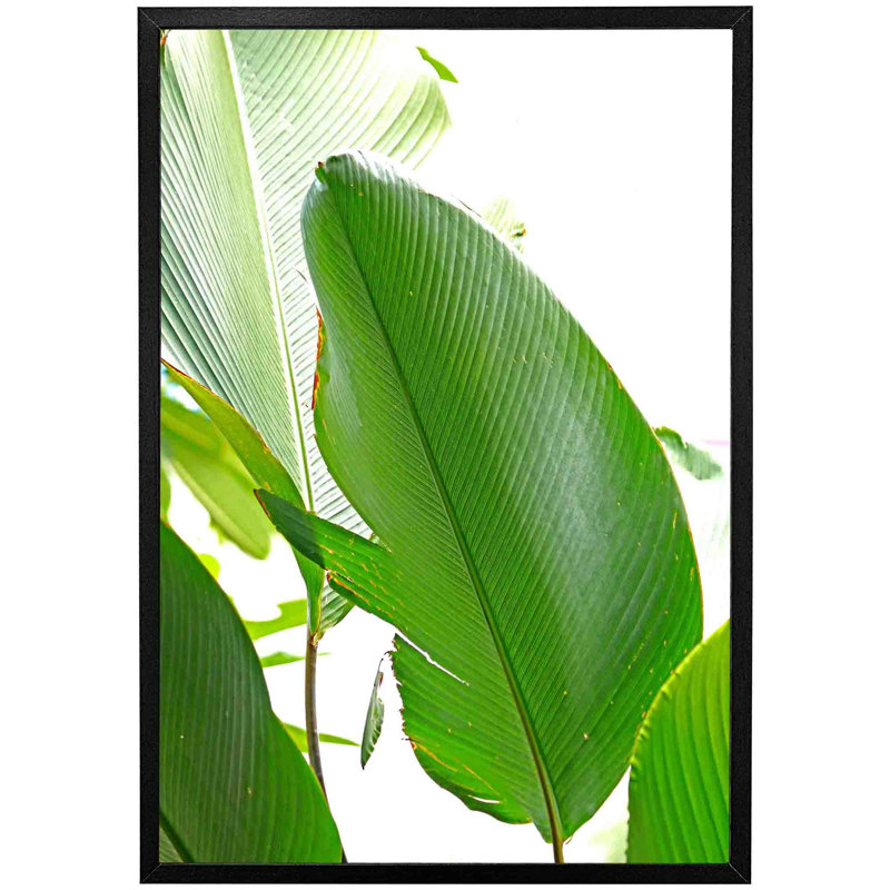 Aamanda Green Leaf - Single Picture Frame Print, 76cm H x 51cm W x 4cm D, Black