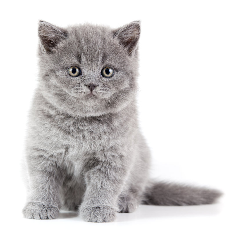 British Shorthair Kitten by Bolot - No Frame Print on Canvas, 76cm H x 76cm W