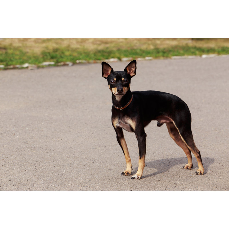 Manchester Toy Terrier - Wrapped Canvas Print, 30cm H x 46cm W x 3.8cm D
