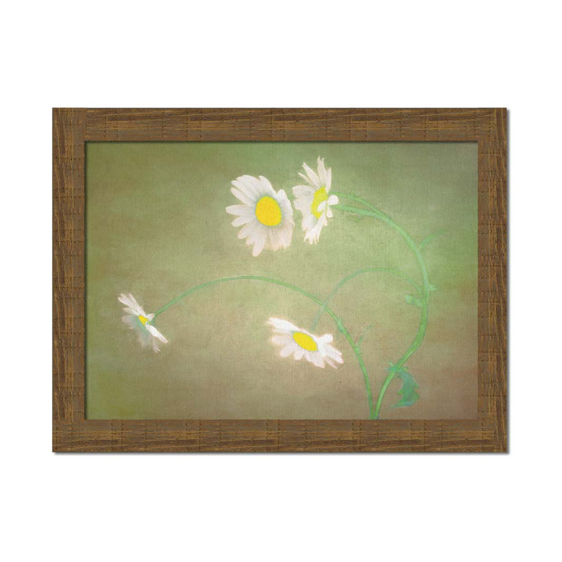Wild Diasies by Hal Halli. Paper Print - Mounted & Framed, 34" H x 49" W