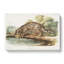 Leopard-Cat by J.W. Audubon - Wrapped Canvas-55365860