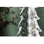 Bubble Evergreen-130352759