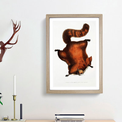 Brilliant Flying Squirrel Illustration by John Edward Gray - Picture Frame Painting Print