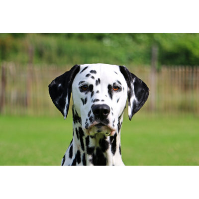 Dalmatian by Pranodhm - Wrapped Canvas Print