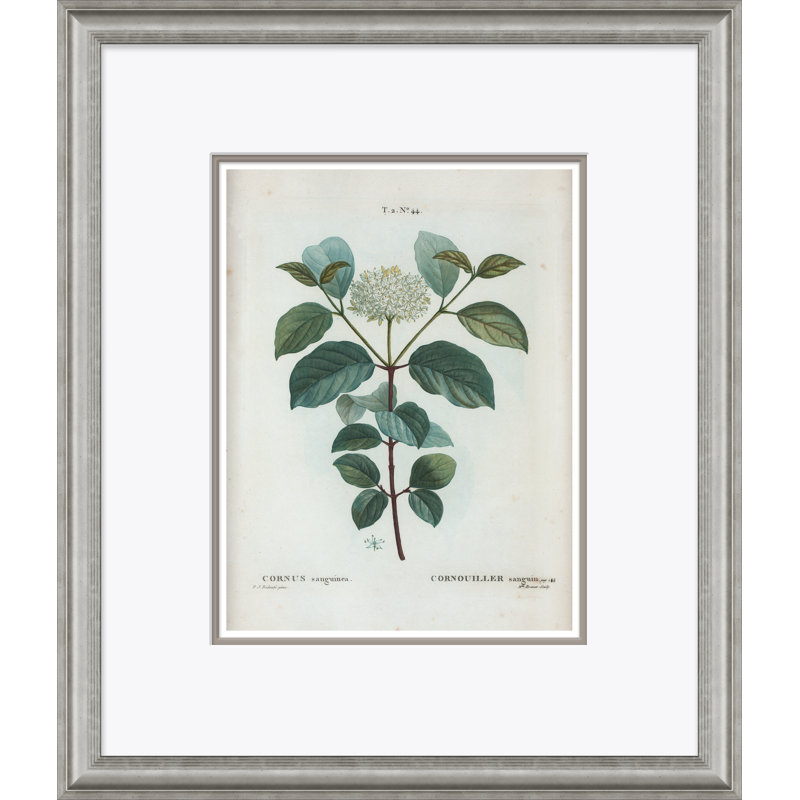 Flowering Dogwood Giclee Print by Paul Cezanne