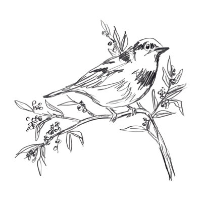 Simple Songbird Sketches I by June Erica Vess - Wrapped Canvas Painting
