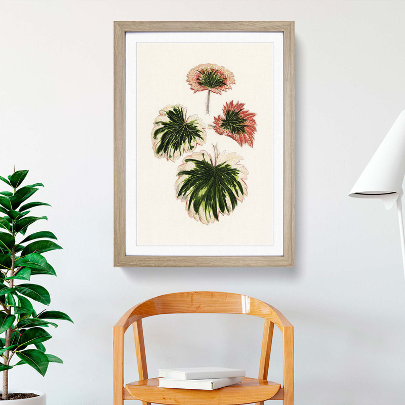 Saxifrage Leaves by Benjamin Fawcett - Picture Frame Painting Print, 50cm H x 35cm W x 2cm D, Oak