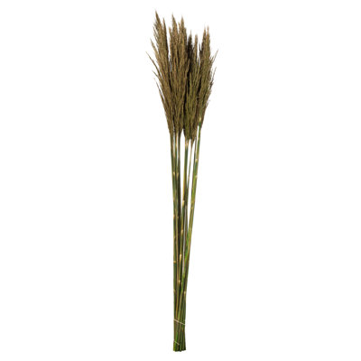 Zellmer 36'' H Preserved Plume Reed Bundle 