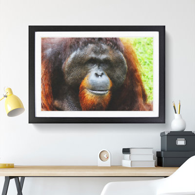 Orangutan Monkey Vol.1 - Framed Print