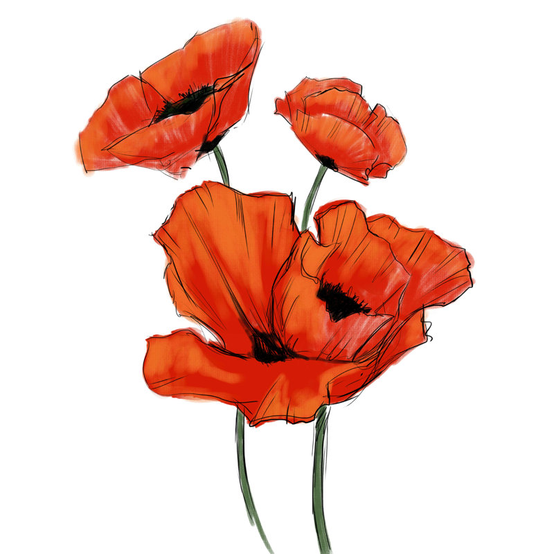 Poppies - Wrapped Canvas Print, 48" H x 36" W  