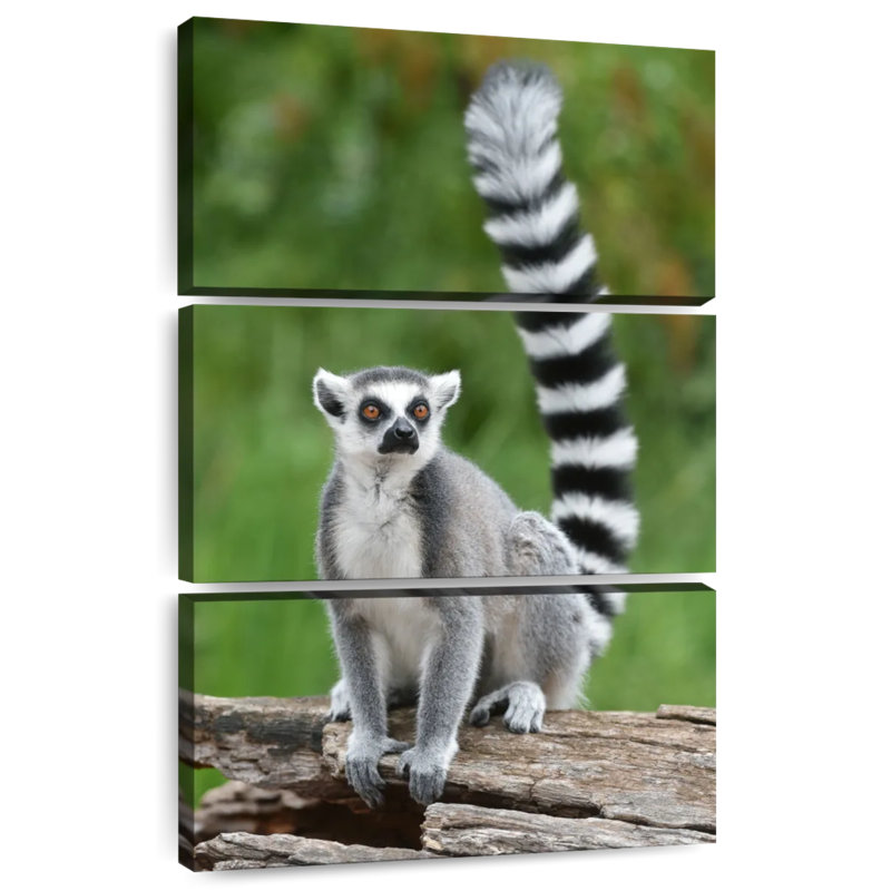 Brampt Ring Tailed Lemur On A Log
