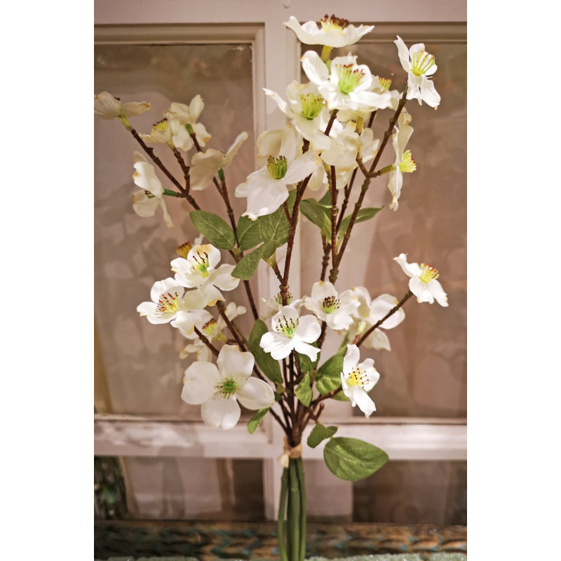 Tige dogwood, Blanc