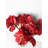 Amaryllis Arrangement in Vase
