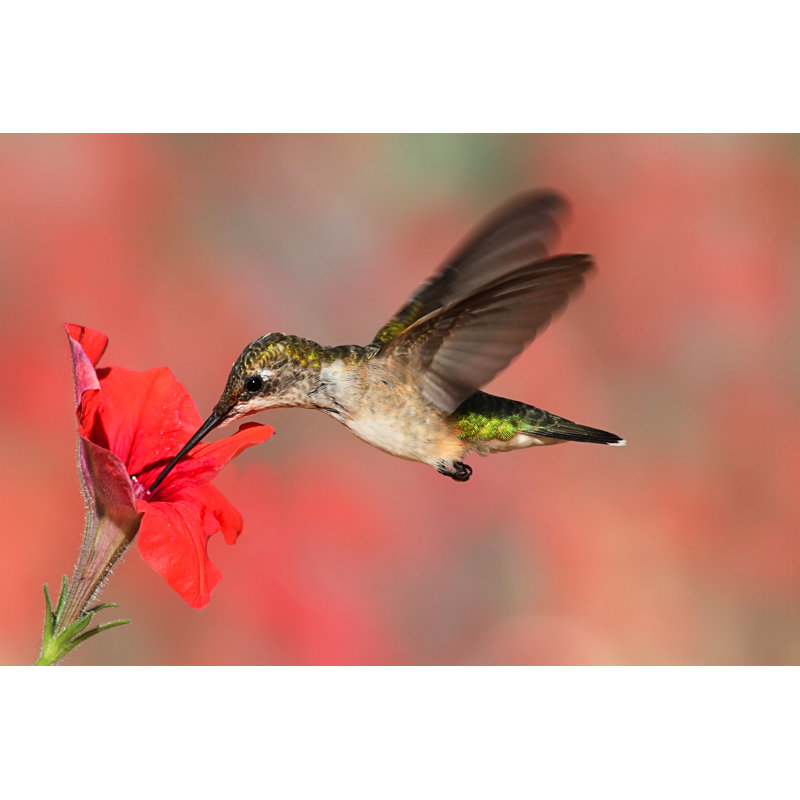 Colibri à gorge rubis par Stevebyland - Photographie sur toile tendue, L 12 po x H 8 po