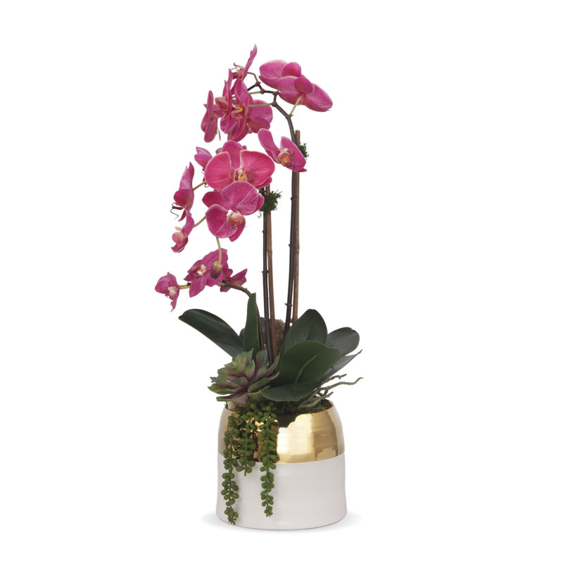 Orchid in Pot