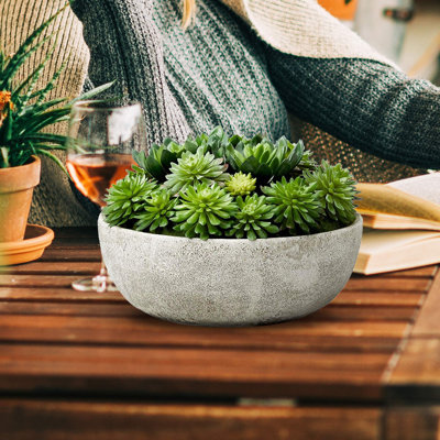 Succulent dans un pot