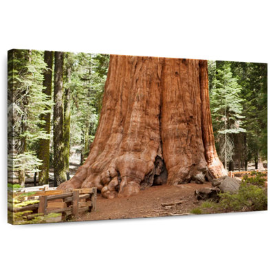 Harnek Ancient Sequoia Tree