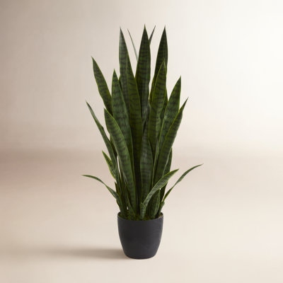 38" Snake Plant in Planter