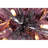 Apollo Iris Kamiyla Sputnik Sphere Chandelier-834143556-834143615-855859997