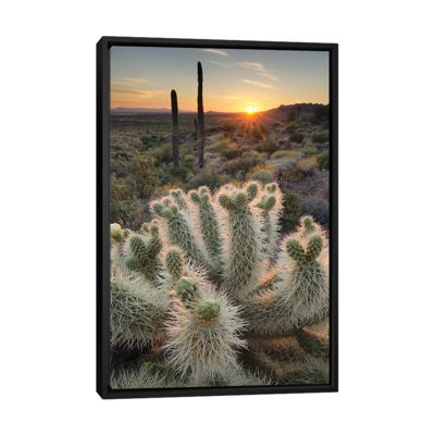 " Teddy Bear Cholla Cactus Illuminated By The Setting Sun, Superstition Mountains " by Alan Majchrowicz