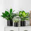 ZTHPOT Ceramic Pot Planter-865196227