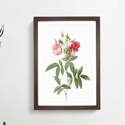 Hudson Rose in Pink by Pierre-Joseph Redoute - Picture Frame Painting Print