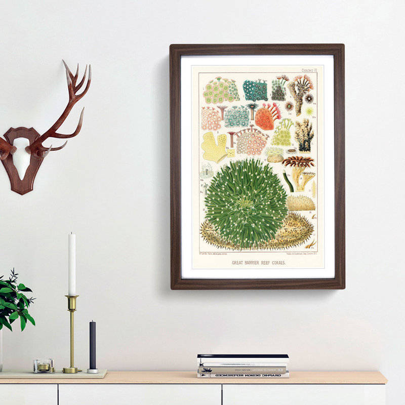 Great Barrier Reef Corals by W. Saville-Kent - Picture Frame Painting Print, 48cm H x 36cm W x 2cm D, Walnut Framed