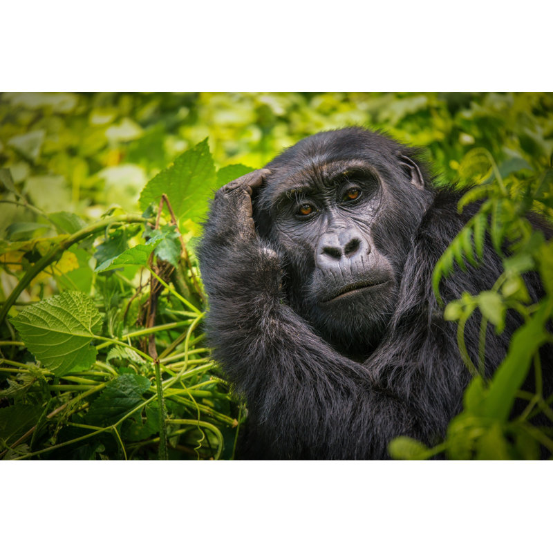 A Close-up Portrait Of A Female Mountain Gorilla by Cheryl Ramalho - Wrapped Canvas Print, 61cm H x 91cm W