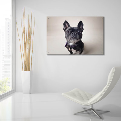 " Bailey " by Susan Sabo