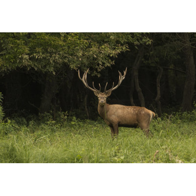 Deer In The Forest by Predrag1 - Wrapped Canvas Print