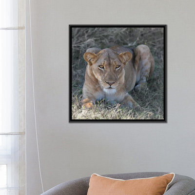 " Lioness " by Scott Bennion