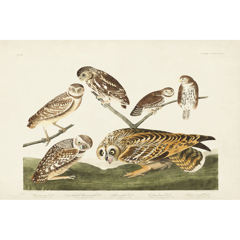 Pl 432 Burrowing Owl par James Audubon - peinture sur toile tendue, H 32 po x l 48 po