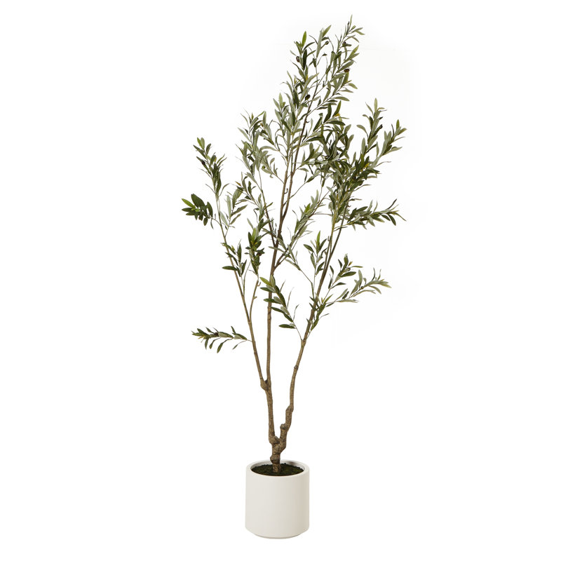 Andaiye 210cm Plant in Pot