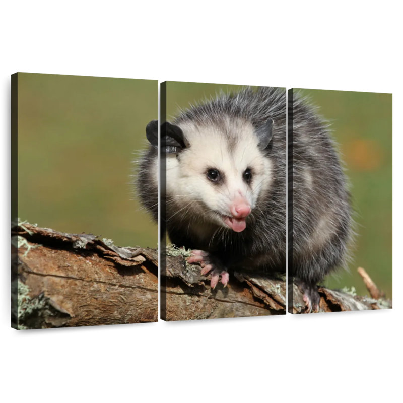 Brampt Angry Opossum, 32" H x 50" W