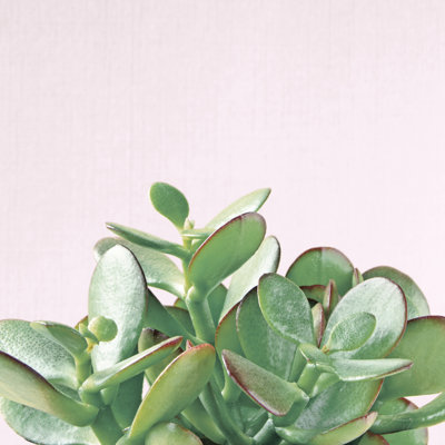 Succulent Simplicity Soft III Crop 1 Piece Wrapped Canvas Wall Art