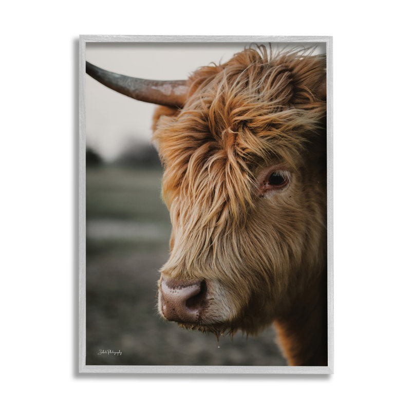 Bétail regardant par Dakota Diener, H 14 po x l 11 po x P 1,5 po, Giclée encadrée noir minuit