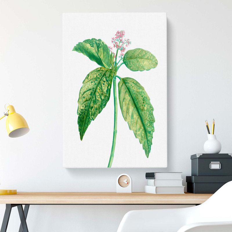 Japanese Laurel Flowers by Pierre-Joseph Redoute - Wrapped Canvas, 60cm H x 40cm W x 3cm D