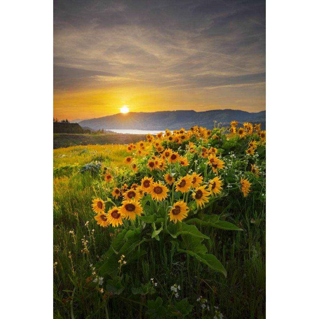 Columbia River Wildflowers Rowena von DaveAlan - Kunstdrucke auf Leinwand