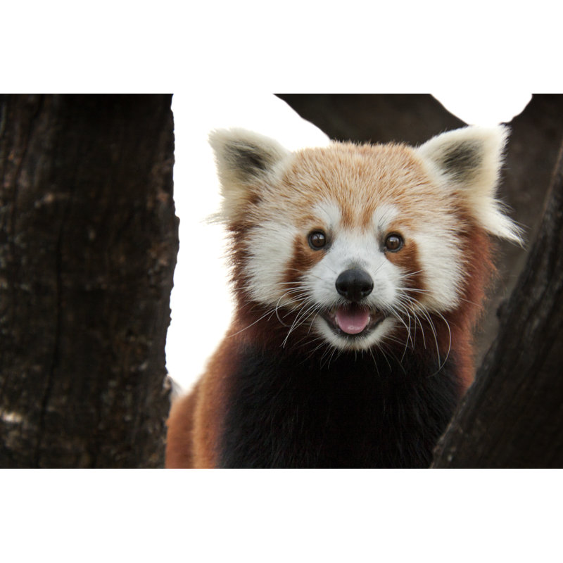 Playful Red Panda - Wrapped Canvas Print, 51cm H x 76cm W x 3.8cm D