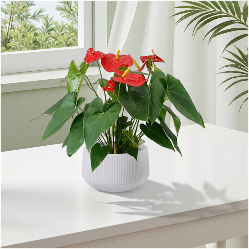 Ensemble de pots à fleurs en céramique fait à la main de 2, 11 po et 8 po de diamètre, blanc avec faîtage vertical