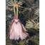 Ornement de Noël Shih Tzu