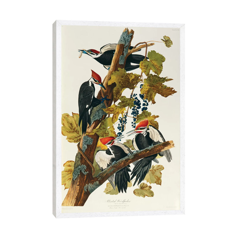 Pileated Woodpecker (Plate 111, Birds Of America) by John Audubon - Print on Canvas, White Framed, 101.6 cm H x 66.04 cm W