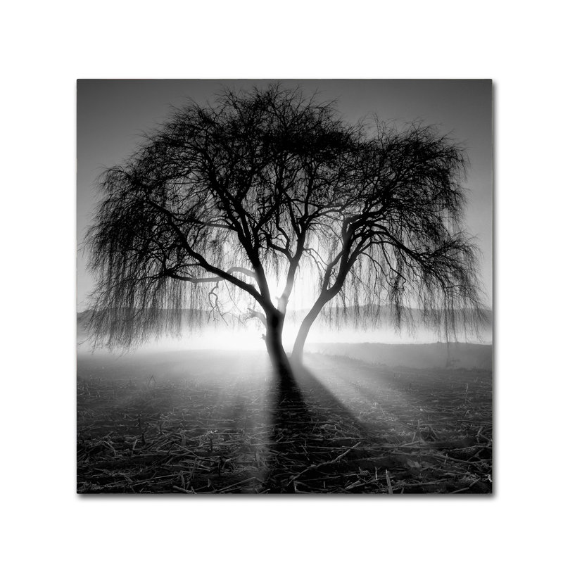 « lightning tree i », reproduction de photo sur toile tendue, H 35 po x l 35 po x P 2 po