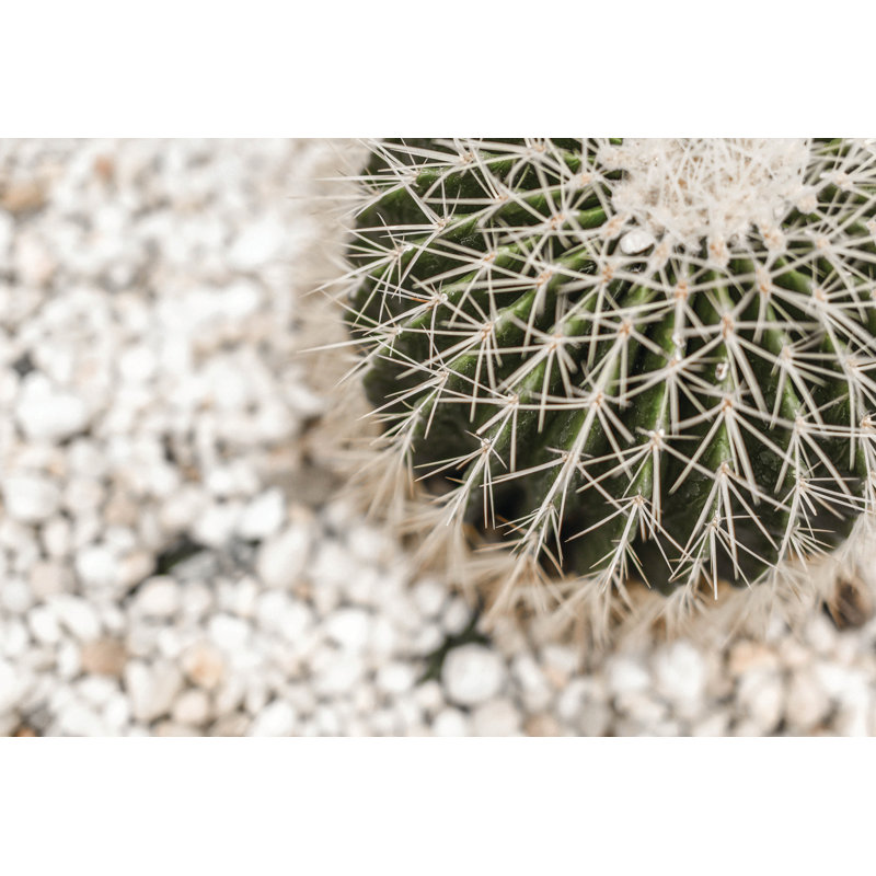 Corner Cactus - Photograph Print, 20cm H x 30cm W, Black Floater Framed